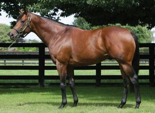 Windsor Park Stud's shuttle sire Charm Spirit.